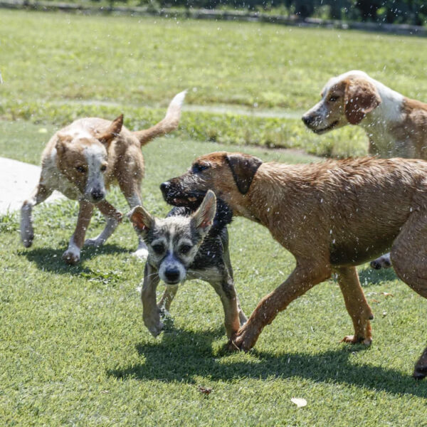 Regala una pensione speciale a 4 zampe - (donazione)